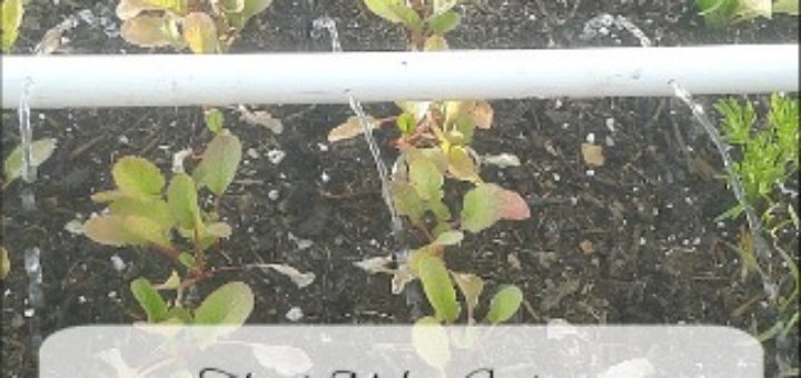 gardening