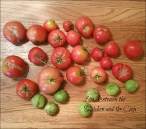 garden tomatoes 
