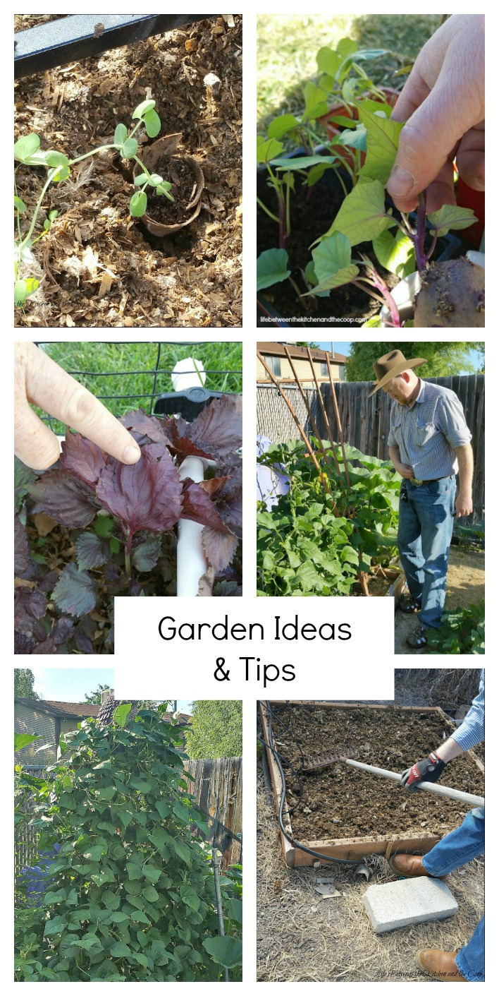 garden ideas