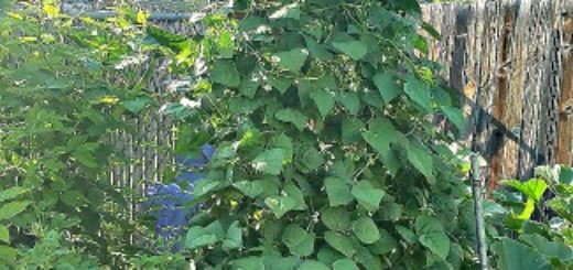 garden trellis plants
