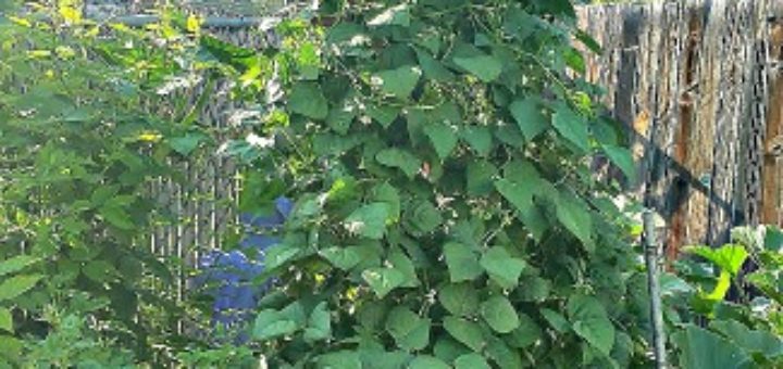 garden trellis plants
