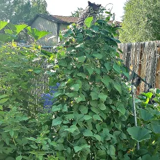 garden trellis plants