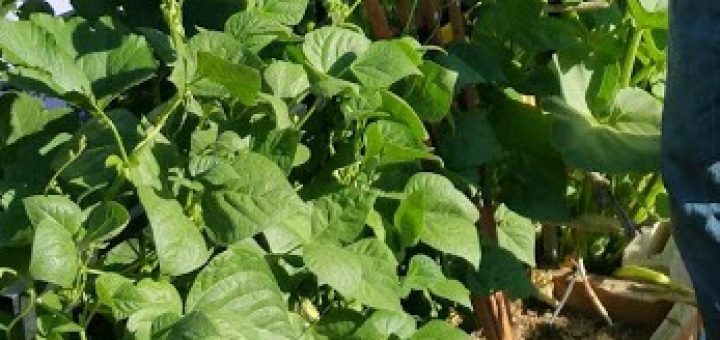 how to plant a garden