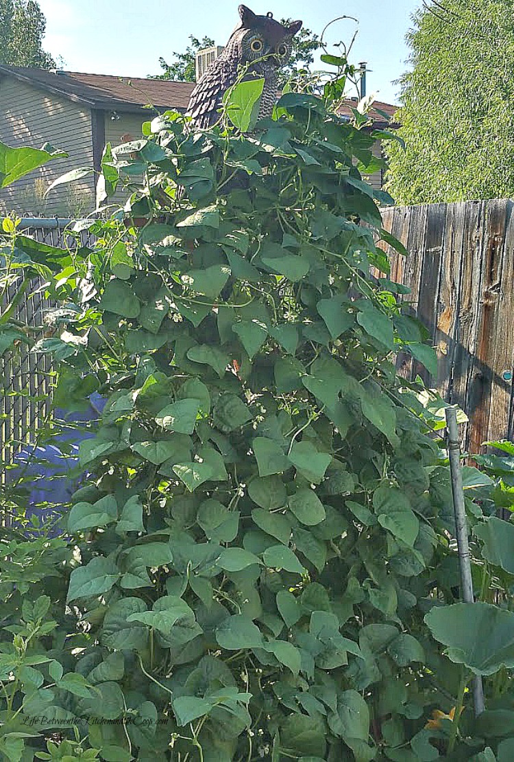 growgreenbeansvertical