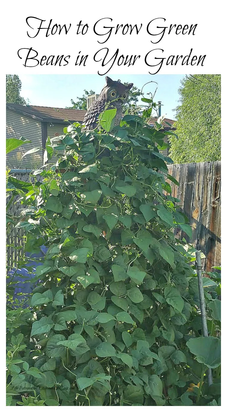 grow green beans