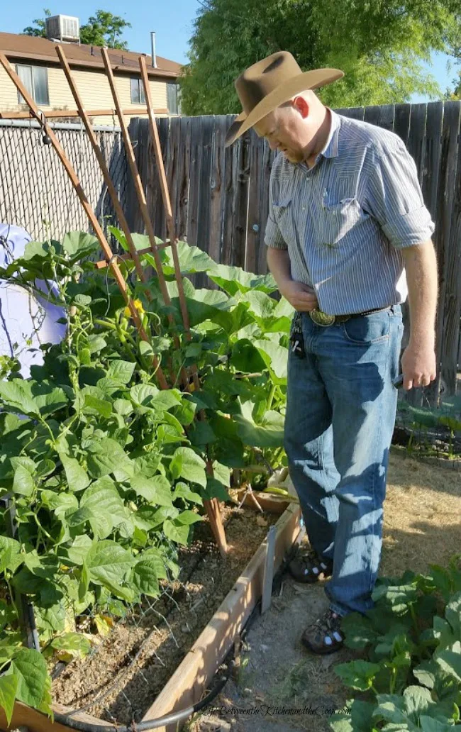 grow green beans