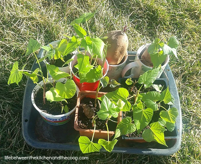 sweet potato vines