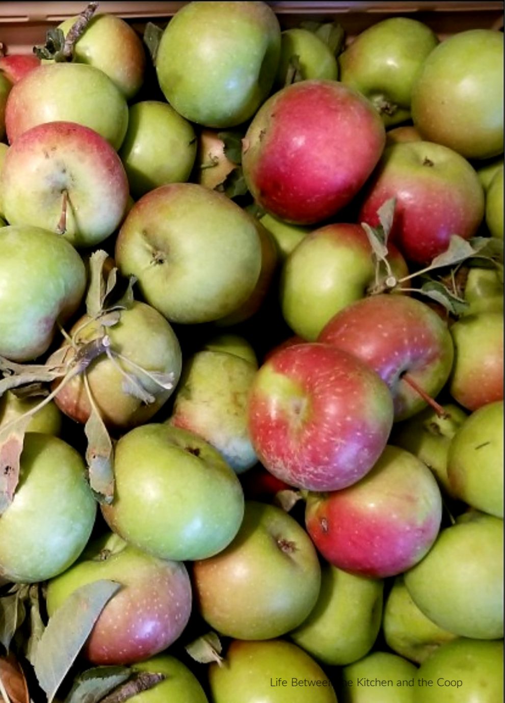 preserving apples