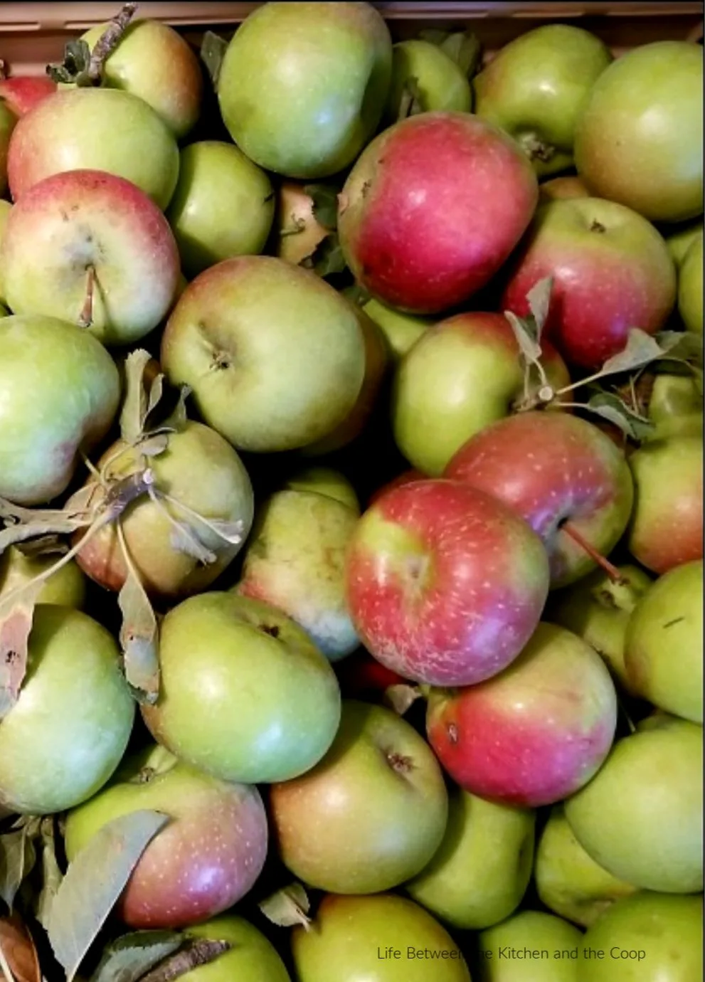 preserving apples