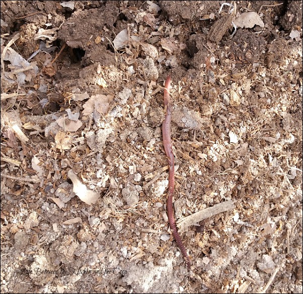 transplant starter plants