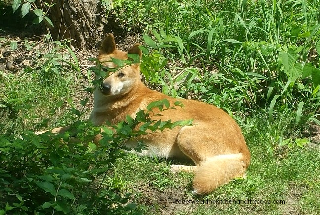 kansas city zoo