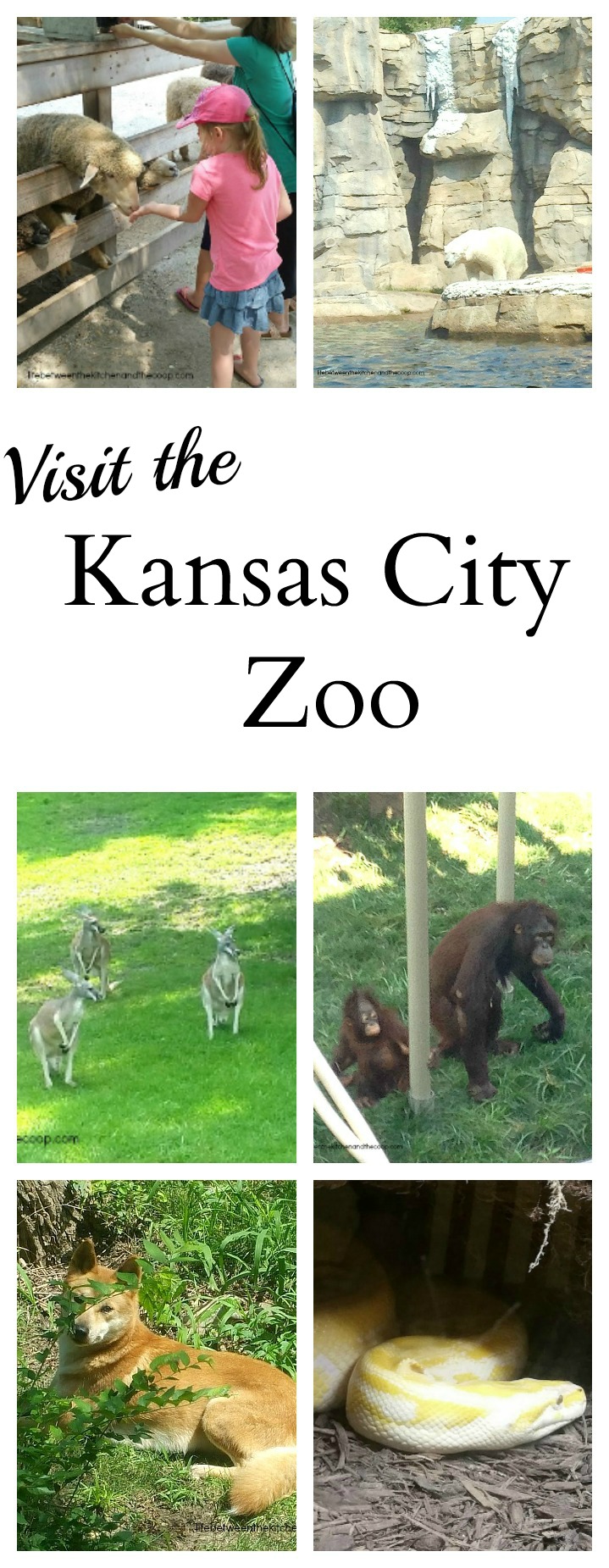 Visit the Kansas City Zoo