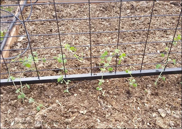 transplant starter plants