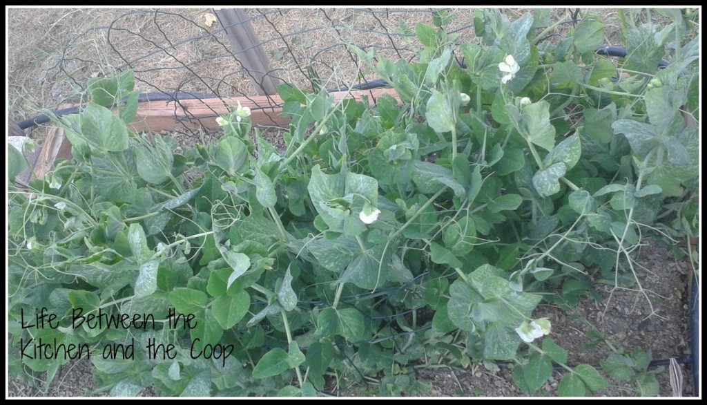 peas, garden, gardening