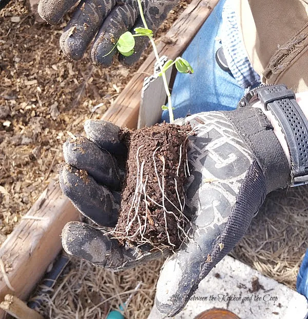 transplant starter plants