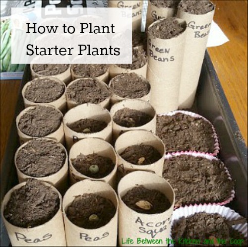 plant starter plants