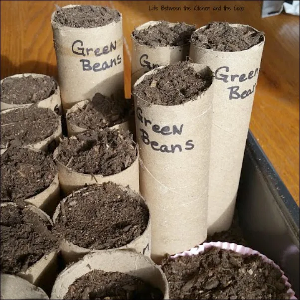grow green beans