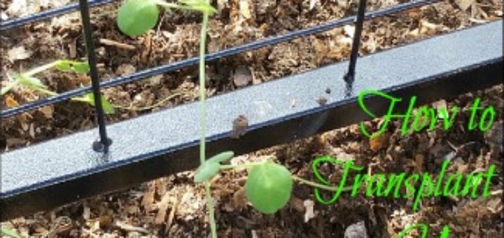 garden, gardening, garden trellis, plant from seed, starter plants