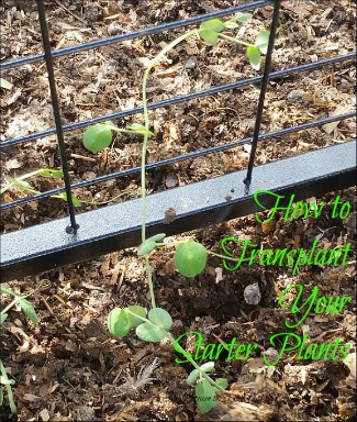 transplant starter plants