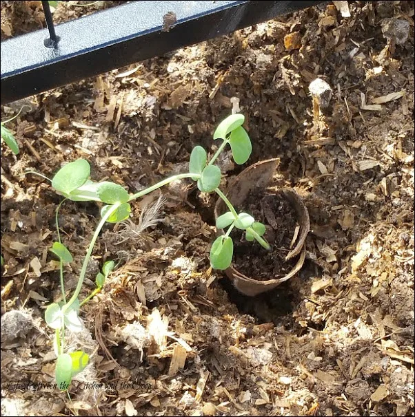 transplant starter plants