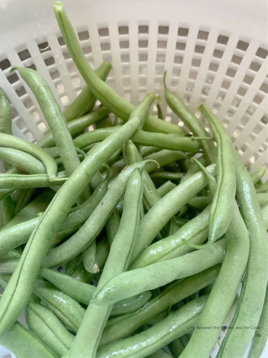 https://www.lifebetweenthekitchenandthecoop.com/wp-content/uploads/preserving-green-beans-in-the-freezer-1035x1380.jpg.webp