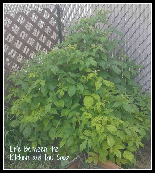 raspberry bush, raspberries, garden, gardening