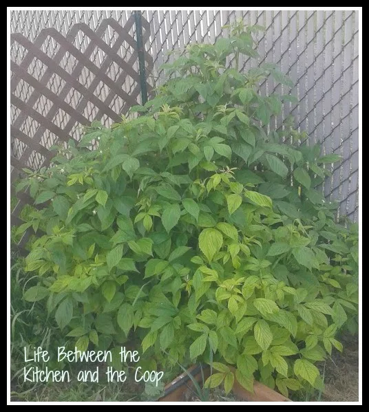 raspberry bush, raspberries, garden, gardening