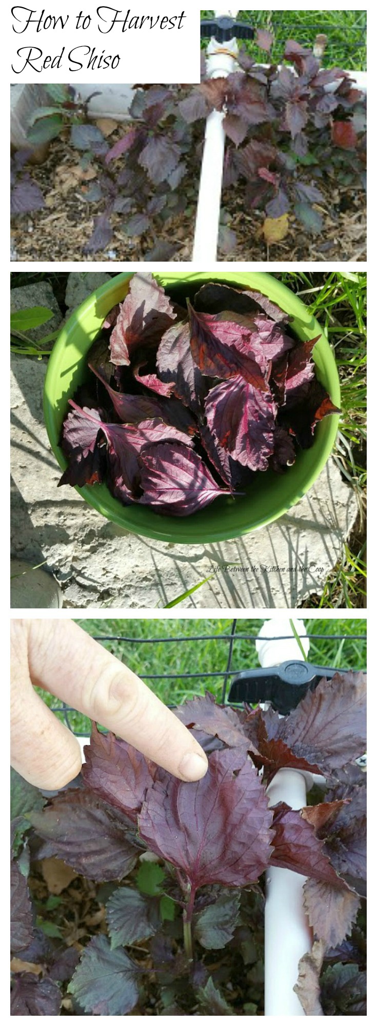 harvest red shiso japanese basil