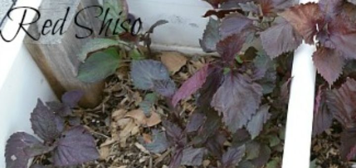 how to harvest shiso