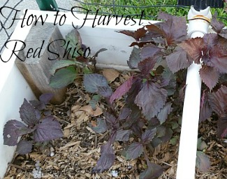 how to harvest shiso