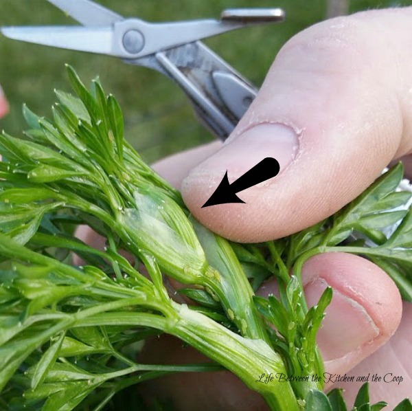 Harvest cilantro leaves