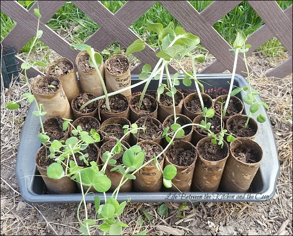 transplant starter plants