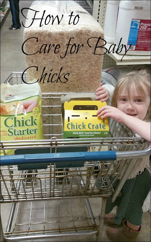 baby chicks on urban homestead, homesteading, backyard farming