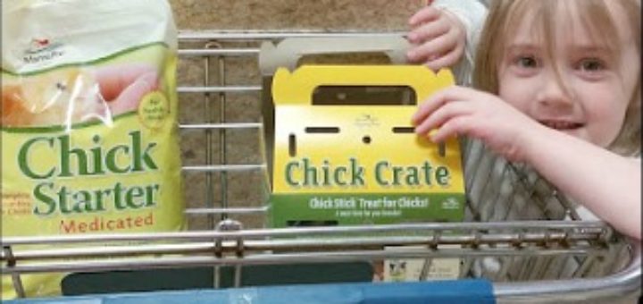Getting Baby Chicks, Urban Homesteading, Backyard Farm,