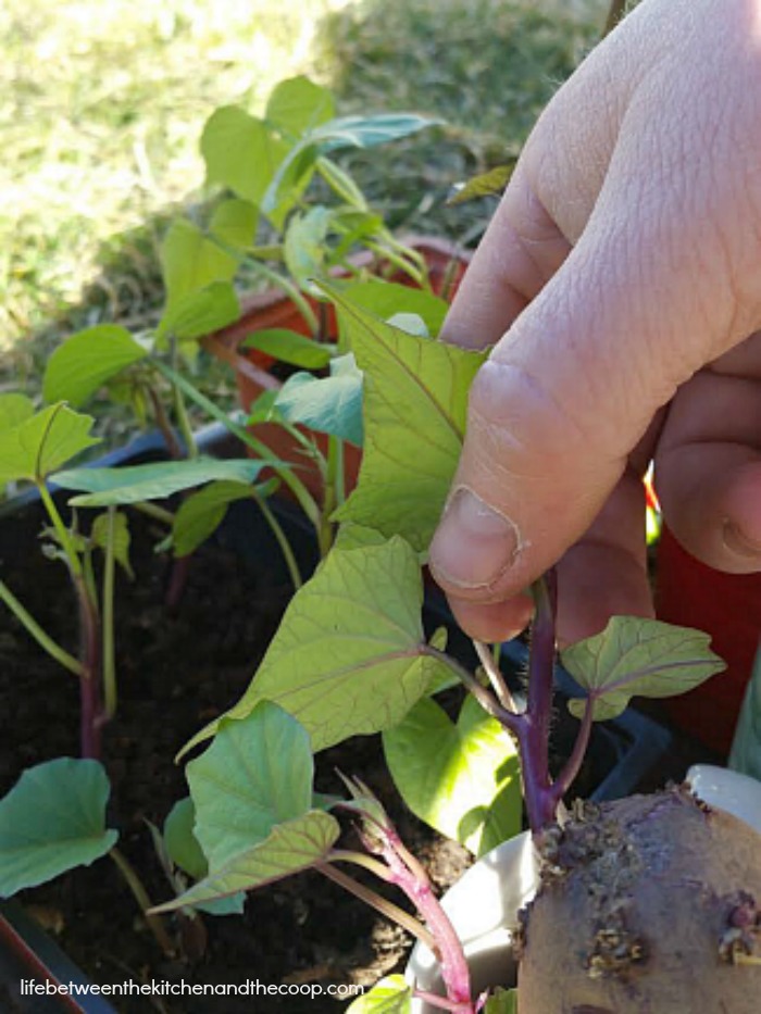 sweet potato vines