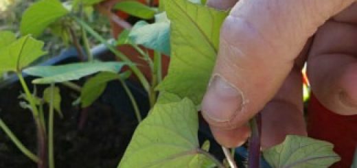 sweet potato vines
