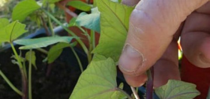 sweet potato vines