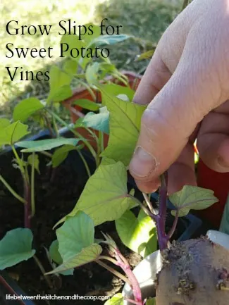 sweet potato vines