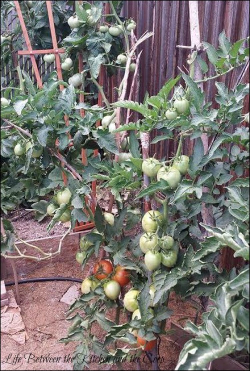 garden, gardening, canning, can tomatoes