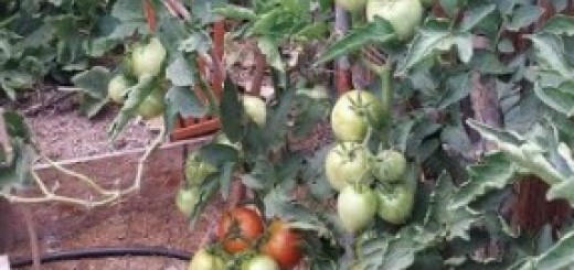 garden, plan a garden, gardening