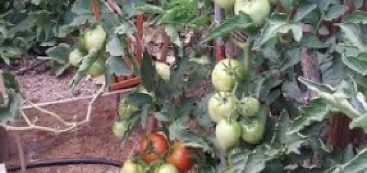 garden, plan a garden, gardening