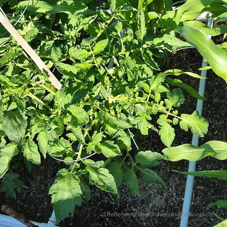 vegetable garden irrigation