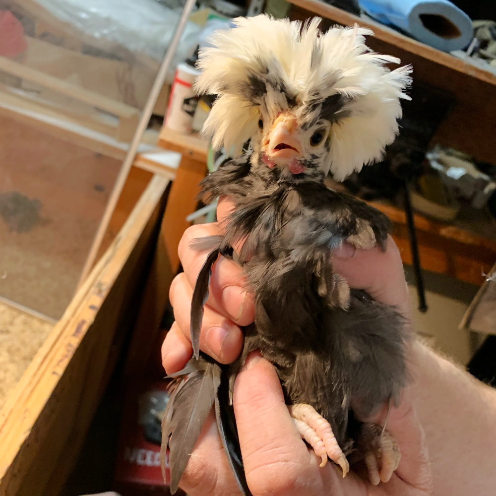 integrating young chicken